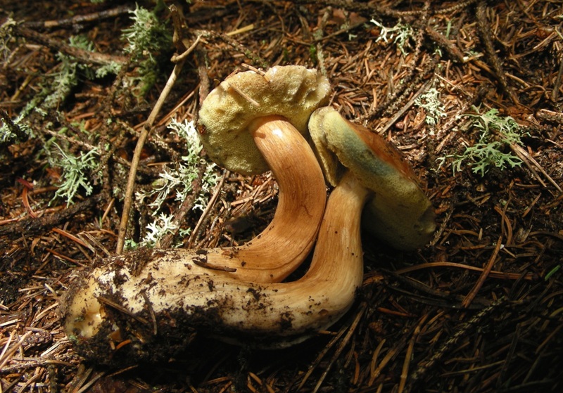 Facciamo due passi tra gli abeti